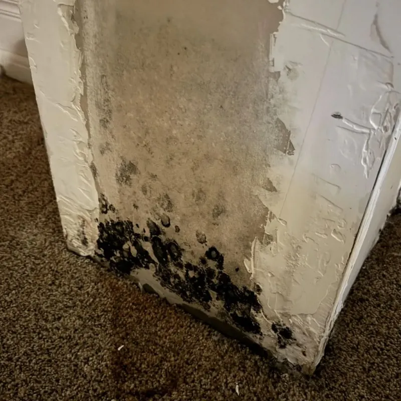 Professional Mold Removal in Bret Harte, CA